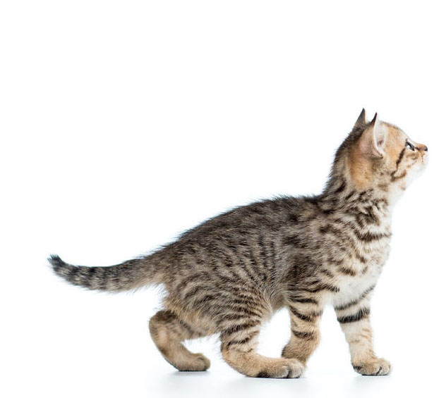 kitten - pet supplies online