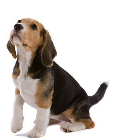 Fuzzy's Pet Supplies Online - beagle puppy