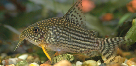 corydoras catfish